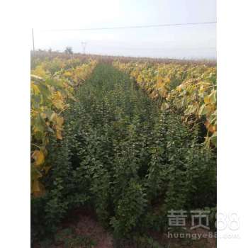 【連翹種植幾年可收益,連翹苗收益穩定,連翹樹苗種植前景好】-