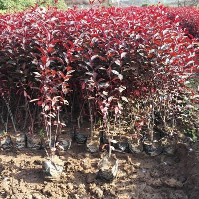 紫葉矮櫻種植中心 樹苗土球栽植 叢生綠籬紫葉矮櫻