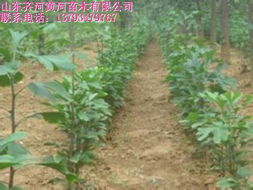 山東園林苗木 山東黃河苗木種植各種園林苗木 山東園林苗木價格