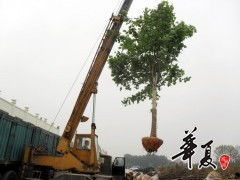 20公分法桐 供應產品 山東惠民瑞景苗木種植專業合作社