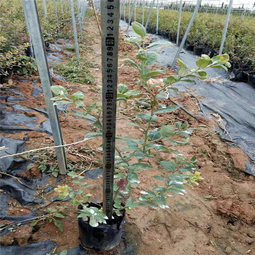 【1年萊克西藍莓苗幾月份種植】- 
