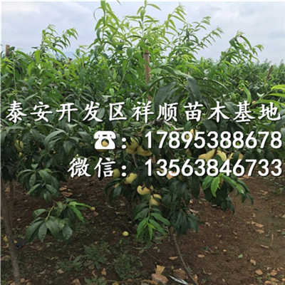 映霜紅桃樹苗種植技術 映霜紅桃樹苗批發價格