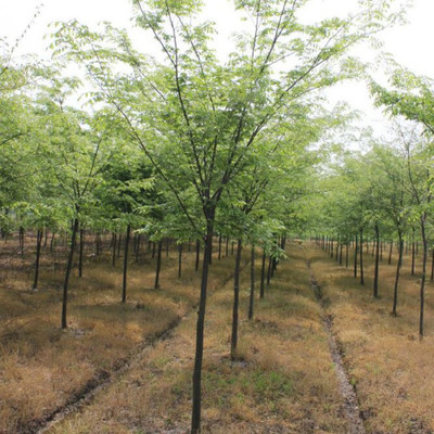 櫸樹優級品種苗 187 0638 9333櫸樹基地 睿泰苗木 專業綠化苗木基地圖片_高清圖_細節圖