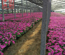 青州草花種植基地優(yōu)質商家置頂推薦產(chǎn)品