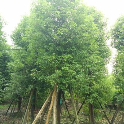 企業家回鄉創業,種植苗木帶領鄉親脫貧致富